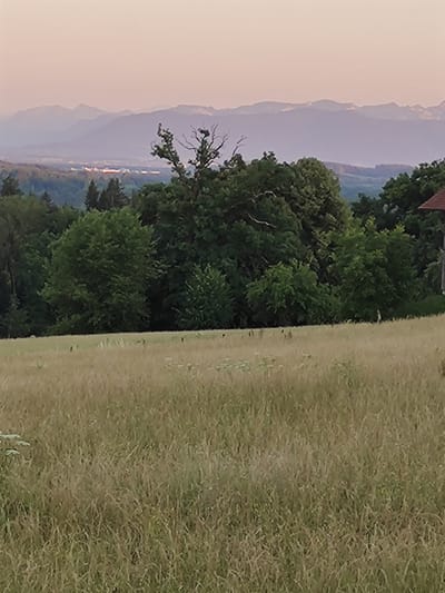The image shows a landscape scene with a field of tall, dry grass in the foreground. Behind the field, a dense forest of green trees stretches across the middle ground. In the background, a hazy mountain range is visible against a pale pink sky, suggesting it is either dawn or dusk. The overall impression is one of a rural or natural setting. The provided crops indicate that the image may have been taken in or around Icking, Germany, specifically showing a view that encompasses the natural landscape and potentially distant settlement.