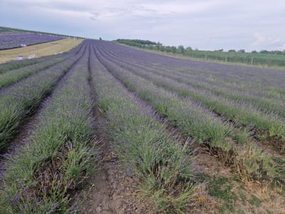 The image depicts a vast lavender field in Starovičky, Czechia. Rows of blooming lavender stretch across a gently sloping landscape under a cloudy sky. In the middle ground, a pathway separates the lavender fields, and a few scattered lounge chairs are visible on a grassy area. Further up the slope, more lavender rows are present, with distant trees and vegetation bordering the field. The foreground shows the close-up detail of the lavender plants and the soil.