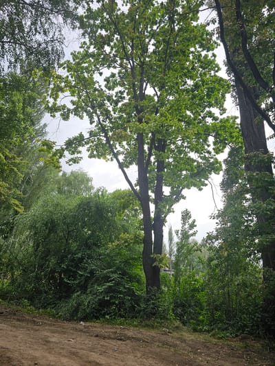 The image depicts a dirt path in front of a dense, verdant forest. The trees are tall and lush, with their leaves forming a thick canopy that filters the daylight. The path itself is rough, composed of brown soil and scattered stones, suggesting it is likely an unpaved road or trail. The overall impression is one of natural wilderness, possibly on the outskirts of a rural area or a park. The scene is devoid of human presence or activity. The location is identified as Chong-Aryk, Kyrgyzstan.