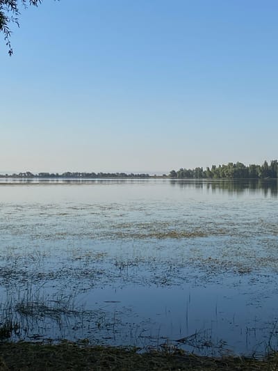 The image captures a serene lakeside scene in Rassvet, Kyrgyzstan. The primary subjects are the tranquil lake and the lush green trees lining its shore, with a clear blue sky overhead. The reflection of the trees and sky on the calm water creates a symmetrical and peaceful visual.

The scene appears to be set during the daytime, likely in the morning or late afternoon, given the soft, diffused light. The sky is clear and bright, suggesting fair weather. The location is clearly identifiable as a natural landscape, with the lake and dense vegetation indicating a rural or semi-natural environment.

Notable details include the fine ripples on the water's surface, which subtly break the reflection, and the dry, brown vegetation visible along the right edge of the frame, perhaps indicating the transition from land to water or a marshy area. The overall mood of the image is one of tranquility and natural beauty.

There is no visible text in the image. The composition, with the clear division between the sky and the lake, and the detailed reflection, draws the viewer into the peaceful atmosphere of the location. The image does not depict any people or specific objects, focusing solely on the natural elements of the landscape.