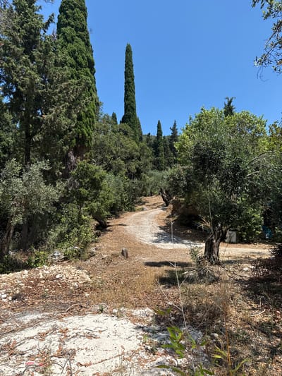 The image depicts an outdoor scene with a winding dirt path cutting through a wooded area. Tall, slender cypress trees are prominent on the left side, interspersed with olive trees and other lush green foliage. The ground is covered with dry leaves, scattered rocks, and patches of dry grass, suggesting a warm, possibly Mediterranean climate. The path appears to be made of compacted earth and gravel, curving towards the background and disappearing around a bend. The sky is clear and bright blue. In the foreground, there are some dry stalks of grass and a few green leaves. The overall impression is one of a natural, somewhat untamed landscape. The location is identified as being within the Kassopaia Municipal Unit, Greece. There are no people or animals visible in the image, and no specific actions or interactions are depicted. The scene is static and focuses on the environment itself.