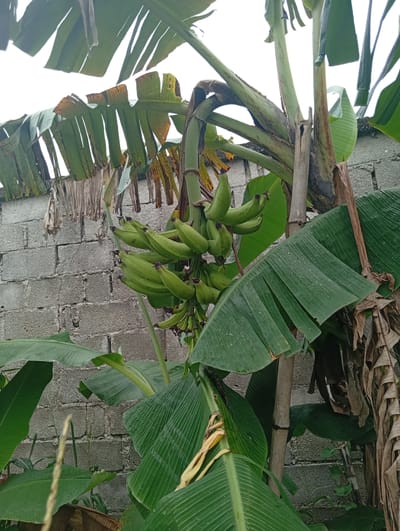 The image depicts a banana tree laden with unripe green bananas. The tree stands near a cinderblock wall. Some of the banana leaves are green and healthy, while others are browning and appear to be drying out. The environment suggests an outdoor setting. It cannot be determined that the location is Igrita, Nigeria, but the possibility cannot be ruled out.