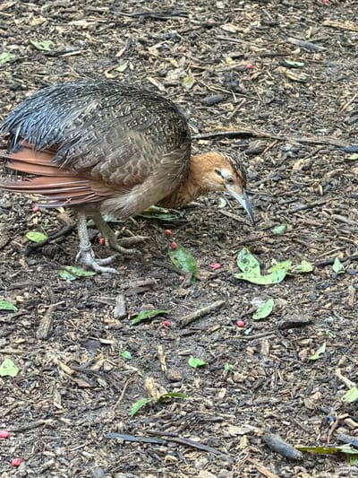 The image shows a dead bird lying on the ground. The bird has brown and black speckled feathers and a long beak. It appears to be a juvenile or an adult bird with muted plumage. The ground is covered in dark, moist soil with scattered wood chips, fallen leaves, and small red berries. Some green leaves are also visible, suggesting a natural outdoor environment. The lighting is diffuse, indicating it might be daytime under an overcast sky or in a shaded area. The overall scene is somber, with the dead bird as the central subject, resting among natural debris. There is no visible text in the image. The location context provided is Foz do Iguaçu, Brazil, which is known for its lush rainforest and diverse bird population, making this a plausible setting for such a scene.