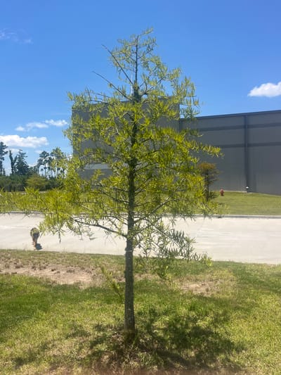 A medium shot captures a young, sparsely leaved tree in the foreground, casting a dappled shadow on the sunlit grass. Behind it, a paved area stretches out, with a person walking a dog in the distance to the left. A large, gray industrial building dominates the background, with a red fire hydrant visible on a grassy slope to the right of the building. The sky is a bright blue with scattered white clouds. The scene appears to be an outdoor industrial park area in Pooler, Georgia, USA, on a clear day.