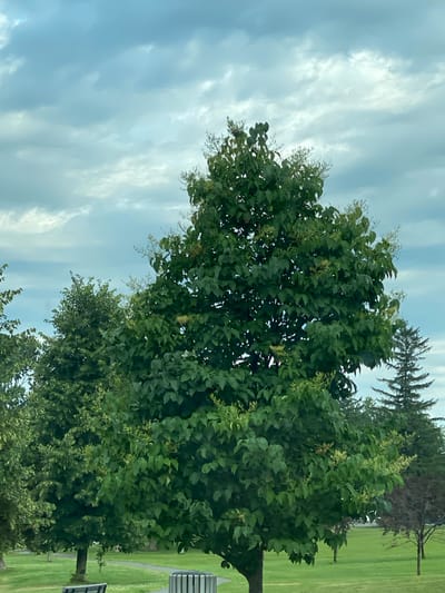 The image depicts a park scene in Baie-D'Urfé, Canada, under a cloudy sky. In the foreground, a large, leafy tree with small, light-colored blossoms dominates the frame. To the left of this central tree, another dense, green tree is visible, and further to the right, a tall, dark evergreen tree stands out. The middle ground shows a grassy lawn with a winding pathway and a park bench, along with a cylindrical trash receptacle. In the background, more trees and foliage suggest a well-maintained park area. The lighting suggests it is daytime, with diffuse light due to the cloud cover. No people are present in the image.