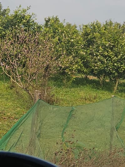 This image depicts an outdoor agricultural scene in Ameur عامر, Morocco. The foreground is partially obscured by a dark, curved object, likely an interior component of a vehicle. The mid-ground features a field of green ground cover. A large green net is stretched horizontally across this area, supported by a visible wooden post on its left side and extending to the right. Directly in front of the net, particularly on the right, are clusters of dried, brown plant stalks. In the background, a row of trees is visible. The leftmost tree is covered in numerous light pink blossoms. To its right, several other trees display dense green foliage with scattered white blossoms. The upper portion of the image shows a uniform, light gray sky. No individuals are present, and no discernible actions or interactions are occurring within the frame.