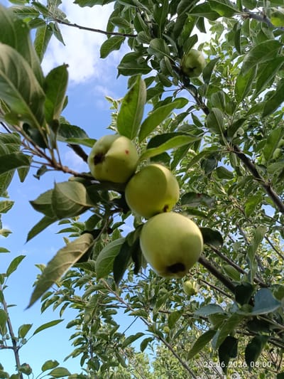 The image shows a close-up view of green apples hanging from a tree branch, seen from a low angle looking up towards the sky. Several apples are visible, with the closest ones appearing slightly out of focus. The leaves of the apple tree are lush and green, interspersed with the bright blue sky and some scattered white clouds. The scene suggests an outdoor environment, likely an orchard or a garden. The bottom right corner of the image displays a timestamp: "25.06.2026 08:00". While the image depicts apples and foliage, there is no direct indication of the city of Erkin, Uzbekistan, within the visual content itself.