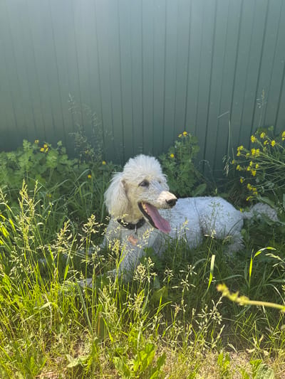 A white standard poodle, wearing a black collar with a light orange tag bearing Cyrillic text, lies in tall green grass in front of a dark green corrugated metal fence. The dog's mouth is open, and its pink tongue is extended. Small yellow wildflowers are scattered throughout the grass. The scene appears to be outdoors, likely in a backyard or park, possibly in Rossoshi, Russia, given the Cyrillic text on the dog's tag. Sunlight illuminates the grass and dog from the right side of the frame.