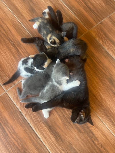 A pile of six kittens, ranging in color from black to grey to calico, are sleeping on a wooden floor. The kittens are all intertwined and appear to be comfortable with each other. The floor is made of wooden planks and appears to be clean. The overall impression of the image is one of warmth and comfort. The image is likely taken in a home in Totleben, Bulgaria.