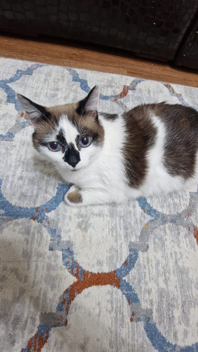 A close-up, high-angle shot shows a Siamese-mix cat lying on a patterned rug. The cat has white fur with brown points on its ears, face, and tail. Its eyes are a striking blue. The rug has a geometric pattern with blue and rust-colored accents on a light gray background. To the left of the cat, a dark brown wooden piece of furniture is visible, possibly a dresser or cabinet, with a textured surface. The lighting suggests an indoor setting, possibly during the daytime. The cat appears alert and is looking directly at the camera. There is no visible text in the image.