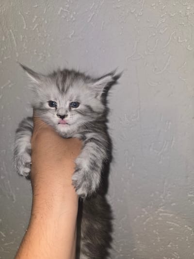This media file captures a small, fluffy kitten being gently held in a human hand against a textured, light-colored wall background. The setting is indoors, in Kraishte, Bulgaria.
The main subject is a very young kitten, likely a few weeks old, with striking grey and white tabby markings and long, soft fur. It features bright blue eyes, a small pink nose, and a hint of a pink tongue. The kitten appears calm and curious, looking directly towards the camera. Its pointed ears add to its alert appearance.
The human hand and forearm holding the kitten have a medium skin tone. Fine hair is visible on the arm, along with a few faint, minor scratches, possibly from the kitten's playful claws.
The background consists of a light grey or off-white wall with a distinct, rough plaster or stucco-like texture. The lighting appears to be artificial indoor lighting, creating soft shadows that emphasize the kitten's fur and the wall's uneven surface.
The activity depicted is a person holding and presenting the kitten. The scene evokes a feeling of warmth, affection, and cuteness. There is no visible text in the image.