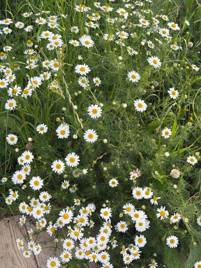The image shows a dense field of white daisies with yellow centers, interspersed with green foliage and grass. A portion of a wooden surface, possibly a walkway or deck, is visible in the lower left quadrant. The flowers are varied in size and stage of bloom, with some fully open and others appearing as buds. The overall scene is natural and outdoors, suggesting a meadow or garden setting. There are no people or animals present. The image does not provide any specific visual cues to identify its location within the city of Cherdyn, Russia.
