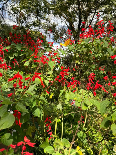 This media file captures a close-up view of red sage flowers, likely Salvia splendens, blooming vibrantly amidst lush green foliage. The flowers are arranged in elongated spikes, with individual blossoms appearing tubular and bright scarlet. The leaves are ovate and a deep green, some with subtle veining. The lighting suggests it is daytime, with sunlight dappling through the leaves, creating areas of light and shadow.
In the upper left quadrant of the image, a portion of a large tree with dark bark and dense green leaves is visible, its branches reaching into the frame. Reflected in a shiny surface below, possibly water or a greenhouse roof, are palm fronds and the sky, creating a mirrored effect. A small, bright yellow object, possibly a butterfly or a fallen leaf, is perched on a stem among the red flowers, providing a striking contrast in color. The scene appears to be outdoors, in a garden or natural setting.
The overall impression is one of natural beauty and a profusion of color, indicative of a warm climate. Given the location context of Foz do Iguaçu, Brazil, this scene could be found in a botanical garden, a park, or a natural area within or near the Iguazu Falls. There is no visible text in the image.