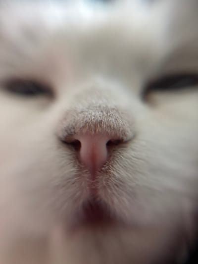 This is a macro photograph of a cat's nose. The image is very close up, with the nose and surrounding fur filling most of the frame. The cat's nose is pink and appears wet. The fur around the nose is light colored, with some gray or darker hairs mixed in. The eyes and a portion of the cat's head are visible but are out of focus. The lighting appears to be natural, possibly from a window. There is no indication of the location within the city of Боголюбово, Russia, or any other environmental context.