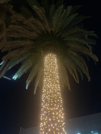 A vertical, low-angle shot captures a palm tree at night, its trunk illuminated by numerous small, warm-toned lights. The dense fronds of the palm tree, dark against the black night sky, spread outwards from the top of the trunk. In the background, a modern building with horizontal lines is visible, partially obscured by a soft glow emanating from the tree's lights. The scene is likely set in the city of Brisbane, Australia.