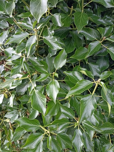 This media file is a close-up, overhead view of lush, green ivy leaves. The leaves are glossy and have a vibrant, deep green color, suggesting they are healthy and well-hydrated. The arrangement of the leaves forms a dense, natural canopy. The lighting appears natural, possibly indicating an overcast day or dappled sunlight, as there are no harsh shadows. The image captures the texture and detail of the foliage, with visible veins on the leaves and the subtle sheen from moisture or natural oils. The branches are slender and a light brown or tan color, providing a delicate structure to the overall mass of leaves. The scene is one of natural growth and abundance, characteristic of dense vegetation. There are no people, objects, or text visible in the image. The context provided, Annagry, Ireland, suggests a temperate climate where such dense ivy growth is common, likely outdoors in a garden or natural setting. The overall impression is one of natural beauty and the richness of plant life.