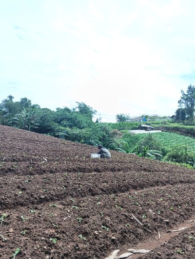 A person in dark clothing kneels amidst rows of planted crops on a sloping, brown field. Vegetation and trees form a backdrop to the field, with a few buildings visible in the distance. The sky is partly cloudy, adding brightness to the outdoor scene.