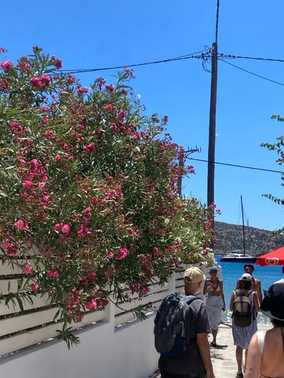 This image captures a bright, sunny coastal scene in Απολλωνία, Greece. A paved path runs along the right side of the frame, bordered on the left by a low, white horizontal-slatted fence topped with a large, dense bush featuring numerous vibrant pink flowers, likely oleander. Several individuals walk along the path, moving away from the viewer towards the right. The closest visible person from behind wears a beige cap, dark shirt, and grey backpack. Ahead, a woman in light clothing and another in a striped dress are seen, along with a shirtless man, all proceeding towards the water. The background reveals clear, calm blue water under a cloudless sky, with distant, arid hills. A sailboat with a prominent mast and another smaller vessel are visible on the water. A tall, dark utility pole with multiple wires stands vertically on the right, and a portion of a red umbrella is present near the water's edge on the far right.