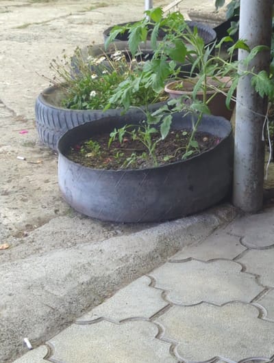 In Pkhvenisi, Georgia, an outdoor scene features two repurposed tire planters on a concrete patio. The foreground planter is a large, black tire cut in half, filled with soil and young green plants, including what appear to be tomato seedlings. Behind it, another planter, also made from a tire, holds white wildflowers. A metal pole, possibly supporting an overhead structure, stands to the right of the planters. The ground is a mix of rough concrete and patterned paving stones. Scattered cigarette butts and dried leaves are visible on the ground. The overall impression is one of resourceful, urban gardening.
