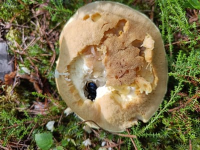 An overhead, close-up shot shows a damaged, light brown mushroom resting on the forest floor. The mushroom cap has a porous underside, and a section is broken away, revealing white, fibrous material. A small, dark blue, iridescent beetle is visible within the damaged part of the mushroom. The surrounding environment consists of green moss, pine needles, and small green plants, indicative of a woodland setting. This scene was captured in the municipality of Tuusniemi, Finland, a region known for its extensive forests and lakes.