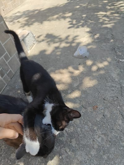 In Pănășești, Moldova, on a sunlit concrete surface, two black and white cats are interacting. One cat, partially obscured by a hand, is lying down, while the other stands over it, its head lowered as if to play or groom. The standing cat has a white patch on its chest and white paws. A person's hand is visible on the left side of the frame, gently touching the cat's head. The environment is outdoors, with a tiled wall in the background and dappled sunlight casting shadows from trees onto the ground. A small, white plastic bag with some contents is visible in the mid-ground.