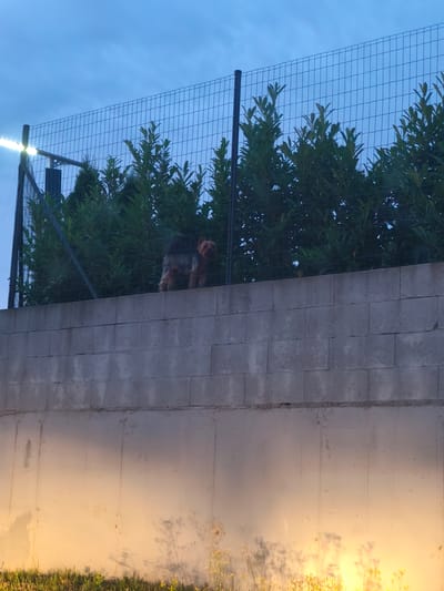 A small, tan and grey Yorkshire Terrier stands on top of a grey concrete wall, partially obscured by dense green foliage. The dog is facing to the right, with its head slightly turned towards the camera. Behind the foliage, a black metal fence stretches across the frame, topped with a bright LED light. The sky above is a deep blue, indicative of dusk or dawn. The concrete wall is constructed from large, rectangular blocks and shows some signs of wear. The lower portion of the image is illuminated by a warm, yellow light, casting shadows of grass and wildflowers onto the wall. The overall scene appears to be an outdoor setting, likely a garden or yard, in Bezrzecze, Poland. The time of day is either early morning or late evening.