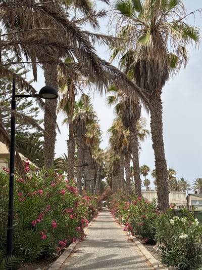 This media file captures a sun-drenched walkway lined with palm trees and blooming pink oleander bushes, situated in Playa de Las Américas, Spain. The scene suggests a warm, perhaps late morning or early afternoon, given the bright light and distinct shadows cast by the palm trees and a light fixture. The sky is overcast, hinting at a possibly humid or breezy day common in coastal Mediterranean climates.
The dominant subjects are the tall, mature palm trees, many of which appear somewhat weathered, with their fronds showing signs of age or wind damage. Their rough, textured trunks are a prominent feature. Alongside the walkway, a lush bed of oleander bushes is in full bloom, with numerous vibrant pink flowers adding a splash of color to the scene. White flowers are also visible among the greenery. The walkway itself is paved with a light-colored material, possibly concrete or asphalt, and a dark-colored railing runs along the edge of the flower bed. A black lamppost with a round head is positioned strategically, suggesting it provides illumination for the path during darker hours.
In the background, hints of a building with white and gray horizontal siding can be seen, further placing the scene in a developed, possibly resort or residential area. The overall impression is one of a tropical or subtropical environment, with a focus on natural elements like palm trees and flowering bushes that are characteristic of the Spanish coast. There is no visible text in the media file. The atmosphere conveyed is one of peaceful, scenic outdoor leisure.
