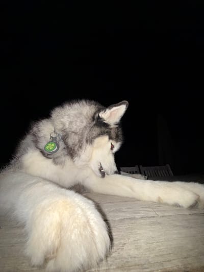 A husky dog is lying on a wooden surface, its head resting on its paws. The dog is wearing a collar with a green shamrock-shaped tag. The background is dark, suggesting it is nighttime. In the background, there are two wooden chairs and a dark silhouette of what appears to be a building or structure. The scene appears to be outdoors, possibly in a backyard or patio area. The image does not contain any specific details to place it in Lège-Cap-Ferret, France.