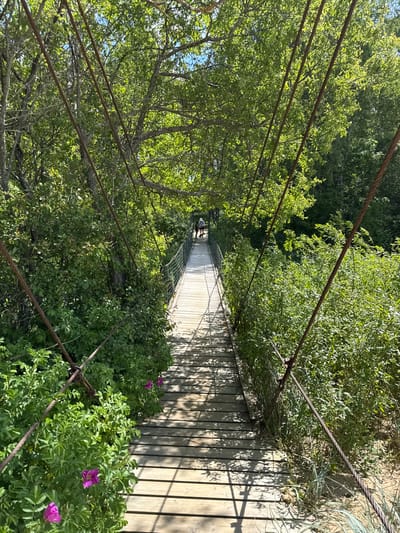The image displays a slightly elevated, lengthwise view of a wooden suspension bridge, extending into the distance through a lush green natural environment. The bridge is constructed with a deck of light-colored wooden planks, upon which distinct shadows from the overhead cables and surrounding foliage are cast, indicating bright sunlight.
Numerous thick metal cables run parallel to the bridge, serving both as structural support and handrails. These cables show signs of wear, contributing to a rustic appearance. The bridge is flanked on both sides by dense, vibrant green vegetation, encompassing mature trees with visible branches and abundant bushes. Closer to the foreground on the right side, several bright pink flowers add a splash of color to the rich greenery.
The scene suggests a sunny day, likely midday or early afternoon, given the clear illumination and sharp shadows. The setting evokes a sense of tranquility and immersion in nature, characteristic of a park or forest trail. No specific activity is taking place, and no individuals are clearly discernible on the bridge. No text is visible in the image. The location is Saulkrasti, Latvia.