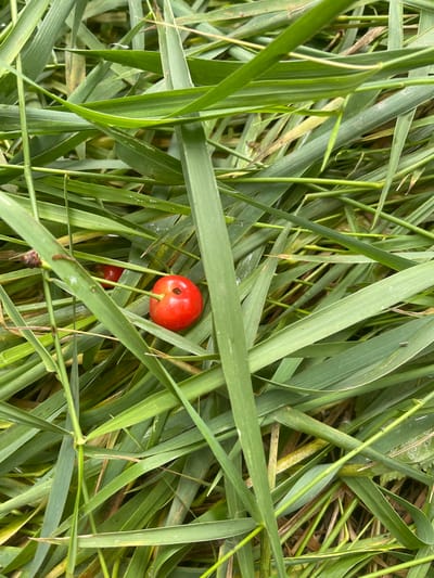The image shows a close-up view of red cherries nestled amongst green grass in Novyi Tahamlyk, Ukraine. One cherry, ripe and vibrant red, is prominently featured in the center-right of the frame. It has a small hole visible on its surface, suggesting it may have been bitten or pecked. A second, slightly less distinct red cherry is visible in the background, partially obscured by blades of grass. The grass itself is dense and appears wet, with some blades exhibiting a slightly yellowed or dried appearance. The overall scene suggests a natural, outdoor setting, possibly a garden or a field, where the cherries have fallen or are growing. The focus is on the fruit within its natural, grassy environment.