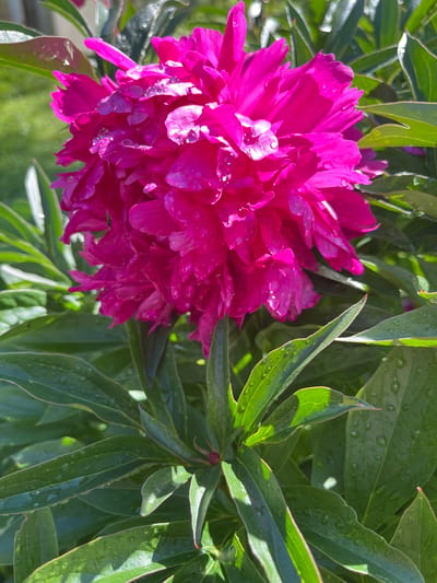 A bright pink peony flower is in full bloom, its many petals glistening with water droplets. The flower is surrounded by lush green leaves, also speckled with water. The scene appears to be an outdoor garden, with soft sunlight illuminating the petals and leaves. The background is a blur of green, suggesting a natural environment. No people or structures are visible, and the focus is entirely on the flower and its immediate surroundings. The image provides no information about the location being Otyakovo, Russia.