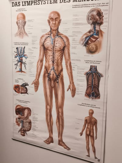 This media file is a photograph of a medical poster about the human lymphatic system. The poster is predominantly white with detailed anatomical illustrations of the lymphatic vessels and lymph nodes throughout the human body. It features a central anatomical figure of a man, with additional detailed diagrams of the head, neck, torso, abdomen, and back. The illustrations highlight the network of blue lymphatic vessels and clusters of lymph nodes.

Several sections of text in German label the different parts of the diagram. These include titles such as "DAS LYMPHSYSTEM" (The Lymphatic System), "Lymphbahnen an Hinterhaupt und Nacken" (Lymphatic Vessels on the Occiput and Neck), "Lymphknoten und Abflußwege im vorderen Hals- und Brustbereich" (Lymph Nodes and Drainage Pathways in the Anterior Neck and Chest Area), and "Lymphbahnen der hinteren Brust- und Bauchwand" (Lymphatic Vessels of the Posterior Thorax and Abdominal Wall). There is also a section labeled "Lymphknoten Krankhafte Veränderung bei Hodgkin" (Lymph Nodes Pathological Changes in Hodgkin's Disease), which is accompanied by an illustration of diseased lymph nodes.

The poster appears to be displayed on a light-colored wall, likely in a medical setting such as a doctor's office, clinic, or educational institution, given the presence of the German location context. The lighting in the photograph is neutral, suggesting an indoor environment, and there are no indications of specific weather or time of day. The overall tone is informative and educational, focusing on the scientific representation of the human body's lymphatic system. A small logo is visible in the bottom right corner of the poster.