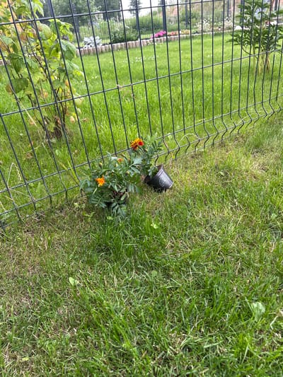 The image depicts a section of a grassy backyard in Haaslava, Estonia, bordered by a black wire fence. In the foreground, a small marigold plant with orange and yellow flowers sits in a black pot, which is tilted on its side. The pot has visible white lettering that appears to be a brand name. Behind the marigold, a bush with green and brown leaves is partially visible. The background shows a lawn with some scattered white flowers and a distant row of green bushes and trees. The sky is not visible in the frame. The scene appears to be outdoors during the daytime.