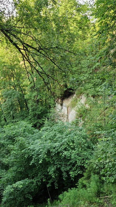The image depicts a dense forest with a steep, rocky cliff face partially visible through the foliage. The cliff is composed of pale, layered rock, with evidence of erosion and some darker, possibly damp patches. The surrounding environment is characterized by abundant green vegetation, including trees with dark branches and lush leafy canopies, as well as undergrowth. The lighting suggests it is daytime, with sunlight filtering through the leaves, creating dappled patterns. The scene appears to be a natural landscape, likely a geological formation within a forested area. The location is specified as Daudas, Latvia. There are no people or discernible human activity present in the image.