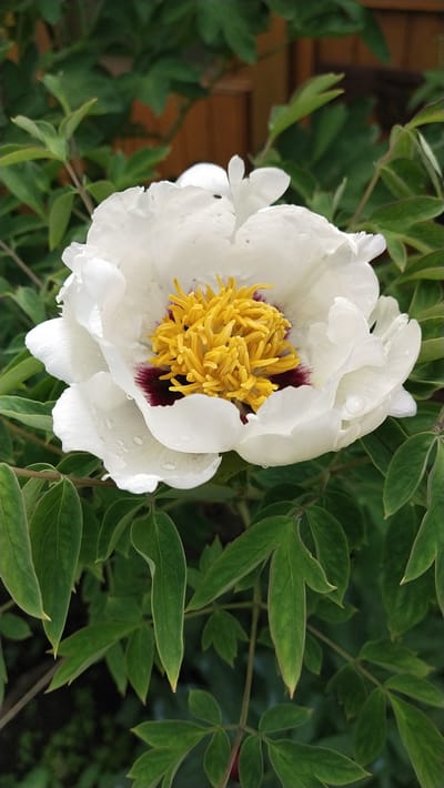 A close-up shot focuses on a white peony flower with a vibrant yellow center, set against a backdrop of lush green foliage. The petals of the flower are delicate and slightly ruffled, with a few water droplets clinging to their surface. Deep burgundy markings are visible at the base of some petals, surrounding the yellow stamens. A tiny black insect is perched on the stamens. The background consists of soft-focus green leaves and a hint of a wooden fence. The image captures a natural outdoor setting, likely a garden, with no human presence. It is not possible to determine the specific location within the city of Leninskoye, Russia based solely on the provided image.