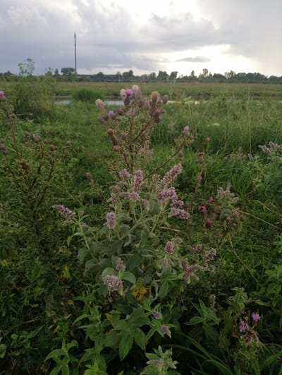 A low-angle, eye-level shot captures a natural scene of overgrown vegetation and cloudy skies in Krasnoluka, Ukraine. In the foreground, a cluster of plants with spiky stems and small purple flowers dominates the frame. These plants are surrounded by a dense carpet of green grass and other foliage, with hints of yellowing leaves scattered throughout. The background reveals a tranquil body of water, reflecting the overcast sky, and a distant line of trees and a utility pole. The overall impression is one of wild, untamed nature on a gloomy day.