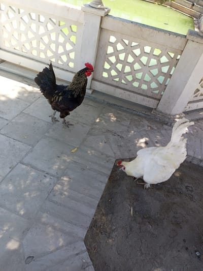 In Shar-Bakr, Uzbekistan, a black rooster with golden-brown markings on its neck and tail stands on a tiled outdoor patio. The rooster is facing left, with its head turned towards the viewer. Behind the rooster, a white hen is pecking at the ground. The patio is bordered by a white ornate railing, through which a green body of water is visible. The scene is illuminated by sunlight, casting shadows on the ground.