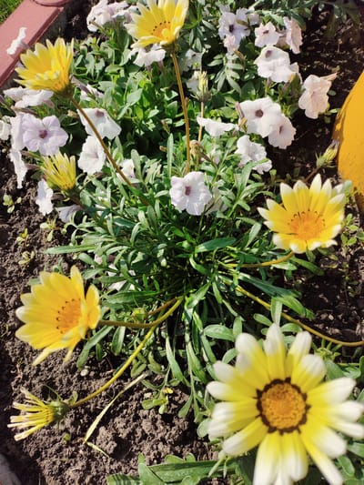 This image depicts a close-up, high-angle view of a flower bed containing gazanias and petunias. Several gazania flowers, characterized by their bright yellow petals with white tips and dark markings around a central orange disc, are prominent. One gazania is in the foreground, slightly out of focus, showing its radiating petals and textured center. Another fully bloomed gazania is visible in the upper right, with its petals facing upwards. A third gazania is shown in profile, appearing to be in a bud or partially open state. Interspersed among the gazanias are numerous petunia flowers, predominantly white or pale lavender, with darker centers and delicate veining on their petals. The flowers are growing in dark, rich soil, with some green foliage visible. The background suggests a garden setting, possibly a residential garden in the village of Shopino, Russia. A portion of a yellow object, possibly a garden tool or planter edge, is visible on the right side of the frame. The lighting suggests it is daytime with direct sunlight casting shadows. There are no people or animals present in the image.