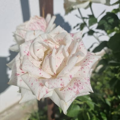 A close-up, low-angle shot captures a white rose with pink speckles in the foreground. The rose is in full bloom, with layered petals showcasing a delicate texture and speckled pattern. Sunlight casts a shadow on the white wall in the background, to the left of the rose. To the right, out-of-focus green foliage and the hint of another white rose bloom suggest a garden setting. The image was taken in Ақкемер, Kazakhstan.