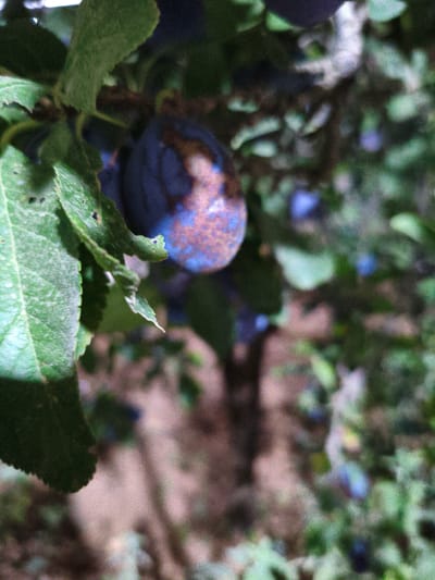 The image shows a close-up view of ripe plums on a tree branch, with green leaves in the foreground and blurred foliage and ground in the background. The plums are a deep purple color with some lighter, reddish-brown mottling, suggesting ripeness. The leaves are broad and appear healthy, with some visible veins and a slightly dusty texture. The overall lighting suggests an outdoor environment, likely in a natural setting such as a garden or orchard. The specific location in Umm al-Qutin, Jordan, is not directly identifiable from the visual information presented in the image alone.