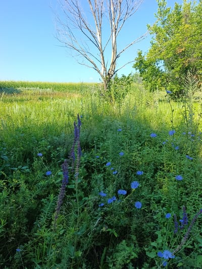 A sunny, wide-angle, eye-level shot captures a natural landscape dominated by lush green vegetation and a clear blue sky. In the foreground, a tall, slender purple flower stalk stands prominently, flanked by numerous small blue flowers scattered throughout the dense green foliage. The middle ground features a rolling field of bright green grasses and wildflowers, bathed in sunlight. A tall, barren, light-barked tree with a spreading canopy of bare branches is positioned to the left of the frame, with a vibrant green tree on the right. The horizon is low, emphasizing the expansive sky and the undulating terrain. The scene depicts an outdoor environment in the village of Samoradovo, Russia, characterized by abundant plant life and a serene atmosphere.