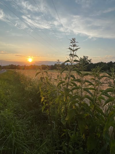 This is a vertical, eye-level, medium shot of a rural landscape at sunset. The foreground is dominated by tall, green stinging nettle plants. To the left, a grassy verge runs alongside a paved road that curves to the left and disappears into the distance. Beyond the verge and road, a field of golden wheat or barley stretches towards the horizon. The sun, a bright orange orb, is setting in the distance, casting a warm glow over the scene. The sky is a soft blue with wispy white clouds and several parallel power lines stretched across it. The location is identified as Rückershausen, Germany.