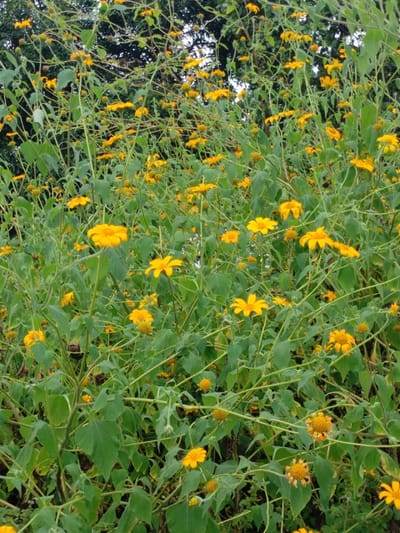 The image depicts a dense cluster of herbaceous plants featuring numerous yellow flowers and green foliage, situated in Ugwolawo, Nigeria. The plants exhibit ovate green leaves and thin stems, forming an expansive growth that occupies the foreground and midground. Bright yellow, multi-petaled flowers are prominent, appearing in various stages of development, from closed buds to fully open blossoms and some exhibiting signs of wilting. Behind this dense growth, darker green, indistinct tree foliage is visible. No human figures, animals, or artificial structures are present.