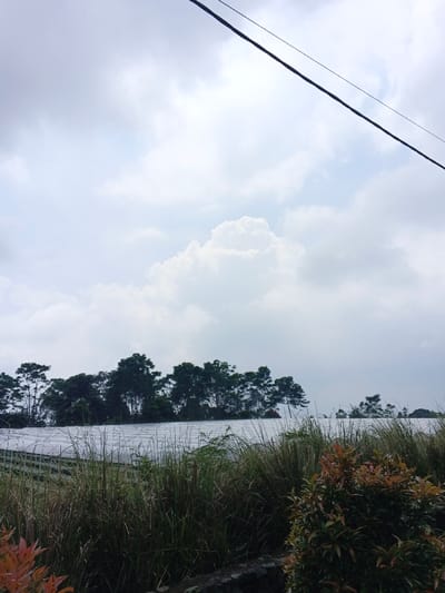 The image displays an agricultural landscape in Uato Carabar, Timor-Leste, under an overcast sky. The upper two-thirds of the frame are dominated by extensive, diffused white and light grey clouds. A single dark, thin wire, consistent with an electrical or communication line, stretches diagonally from the top-left to the top-right corner. In the midground, a continuous line of tall, dark green trees with visible trunks forms a horizon. Below this treeline, a large, flat structure covered in a light-colored, possibly white or translucent, sheeting material is visible, suggesting a greenhouse or covered crop field. The foreground features dense vegetation, primarily tall, thin-bladed green grasses across the lower-left and center, and a smaller bush with reddish-brown and green foliage in the lower-right. A dark, textured surface, possibly a low stone wall or elevated ground, is partially visible along the bottom edge of the frame. No individuals are present, and no actions or interactions are depicted.