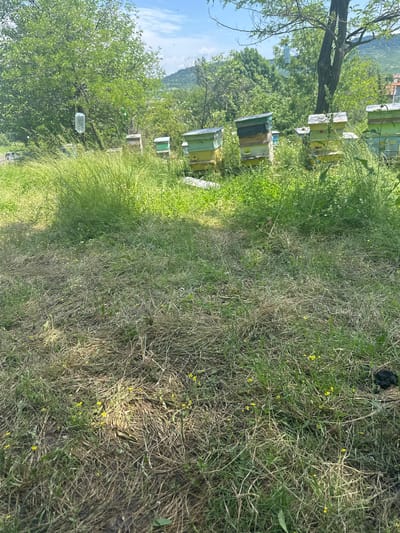 This image captures a vibrant apiary scene in Balabanovo, Bulgaria, under bright daylight. The scene is depicted as a landscape, though the image file itself is oriented in portrait mode, rotated ninety degrees to the left.

In the foreground, a field of grass dominates the right half of the frame. This grass is a mix of lush green patches and drier, straw-like areas, with small yellow wildflowers scattered throughout. A darker patch of earth or rock is visible towards the upper right corner.

Moving towards the left side of the frame, several wooden beehives are visible, indicating an active apiary. These hives vary in color, appearing in shades of light green, yellow, and darker brown or green, suggesting different ages or styles. They are arranged in rows, receding into the distance. A large, leafy tree with a prominent trunk stands to the left of the hives. Two clear plastic bottles, possibly serving as feeders for the bees or traps, hang from tree branches.

The background features more dense green trees and foliage, leading to distant, verdant hills or mountains under a clear blue sky dotted with a few wispy white clouds. The bright sunlight casts distinct shadows, highlighting the texture of the grass and the forms of the trees and hives, suggesting it is mid-day or early afternoon. No people or visible text are present in the image.