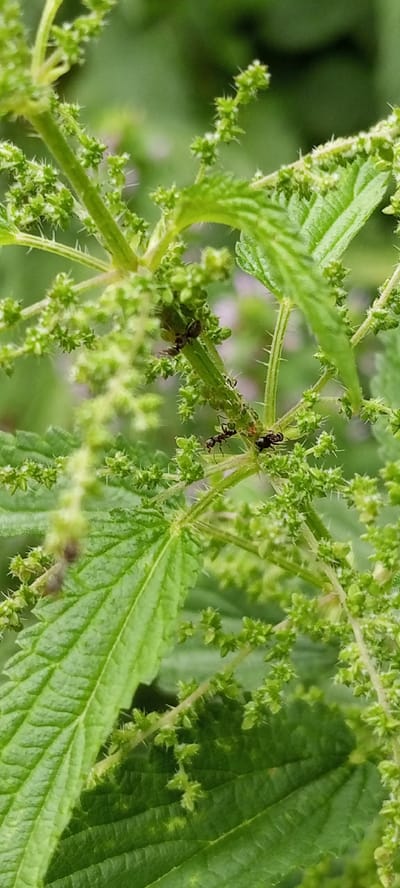The image shows a close-up of a green nettle plant with several ants on its stem and leaves. The plant is characterized by its serrated leaves and small, spiky seed clusters. The ants are dark in color and are actively moving on the plant. Some ants are clustered together, while others are more isolated. The background is blurred and consists of more green foliage, suggesting an outdoor setting. The lighting appears to be natural daylight, with no harsh shadows, indicating it could be daytime. The overall scene is natural and depicts insects interacting with their environment. No people, objects, text, specific time of day, weather conditions, or emotions are discernible beyond the natural activity of the ants on the plant. The location context is Korzhi, Ukraine.