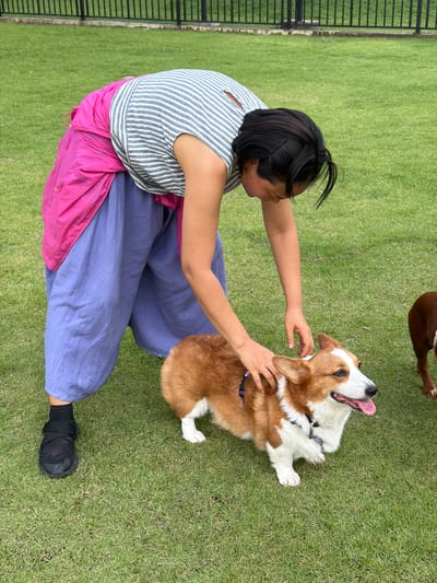 A person wearing a striped shirt and loose purple pants with a pink garment draped over their shoulders is bending down to pet a corgi on a grassy lawn. The corgi is light brown and white with its tongue out. Another dog, mostly brown, is visible in the background to the right. A black metal fence is in the background. The scene is likely outdoors in an urban setting, possibly a park, in Tha Sala, Thailand.