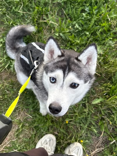 A Siberian Husky with heterochromia, one blue eye and one brown eye, looks up from a grassy area. The dog is wearing a black harness with white reflective stripes and is attached to a bright yellow leash. In the foreground, a person's legs and feet are visible, wearing white sneakers and dark leggings. The environment is a field of green grass with scattered yellow wildflowers.