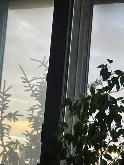 A still life composition is captured through a window in Pinsk, Belarus. The scene is dominated by the interplay of light and shadow cast by indoor plants onto a frosted windowpane. The window is divided into two sections by a dark, vertical frame, suggesting a double-paned window or a split window design.

In the left section of the window, the faint silhouettes of what appear to be fir tree branches are visible, their delicate forms etched against a bright, overcast sky. These shadows are partially obscured by the frosted glass, giving them an ethereal quality. The light filtering through this section of the window carries a warm, golden hue, possibly indicating sunrise or sunset.

The right section of the window is predominantly filled with the dark, lush foliage of a houseplant. The plant's leaves, rendered in deep green, are sharply defined in the foreground, creating a stark contrast with the muted background. Some of the leaves are backlit, allowing light to pass through them, creating a translucent effect. Beyond the houseplant, the faint shadows of other plants or objects can be discerned, adding depth to the scene.

The window frame itself is a significant element. The visible portion is dark, possibly black or a very dark grey, and appears to be made of a modern material like vinyl or aluminum. The edges of the frame are clean and sharp, suggesting a well-maintained interior.

The overall impression is one of quiet domesticity, with the natural world outside subtly interacting with the indoor environment. The image is undated and there are no people present, the focus being on the textures, light, and forms within the frame. The presence of frost on the window suggests a cool climate, consistent with Pinsk, Belarus.