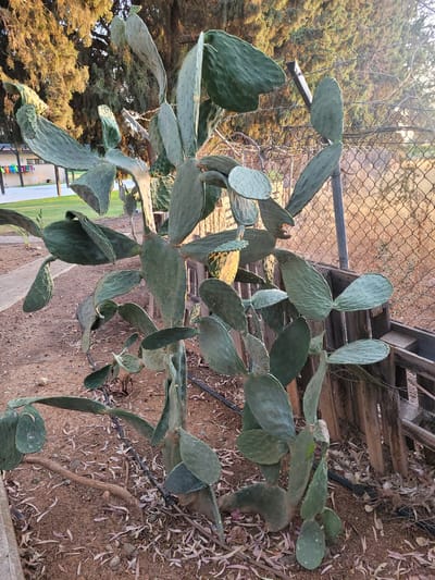 In the city of Tserkezoi, Cyprus, a mature prickly pear cactus stands prominently in a dry, dusty outdoor environment. The cactus has a thick, branching trunk and numerous large, flat, paddle-shaped pads covered in small spines. Some pads are tinged with yellow from the setting sun, casting a warm glow on the scene. Behind the cactus, a rusty chain-link fence with barbed wire topping runs along the property line, and a wooden retaining wall is visible. In the background, a building with a tiled roof and a grassy area with trees can be seen. The ground around the cactus is covered in dry leaves and debris, with some irrigation tubing snaking across the surface. The scene appears to be a residential backyard or a vacant lot.